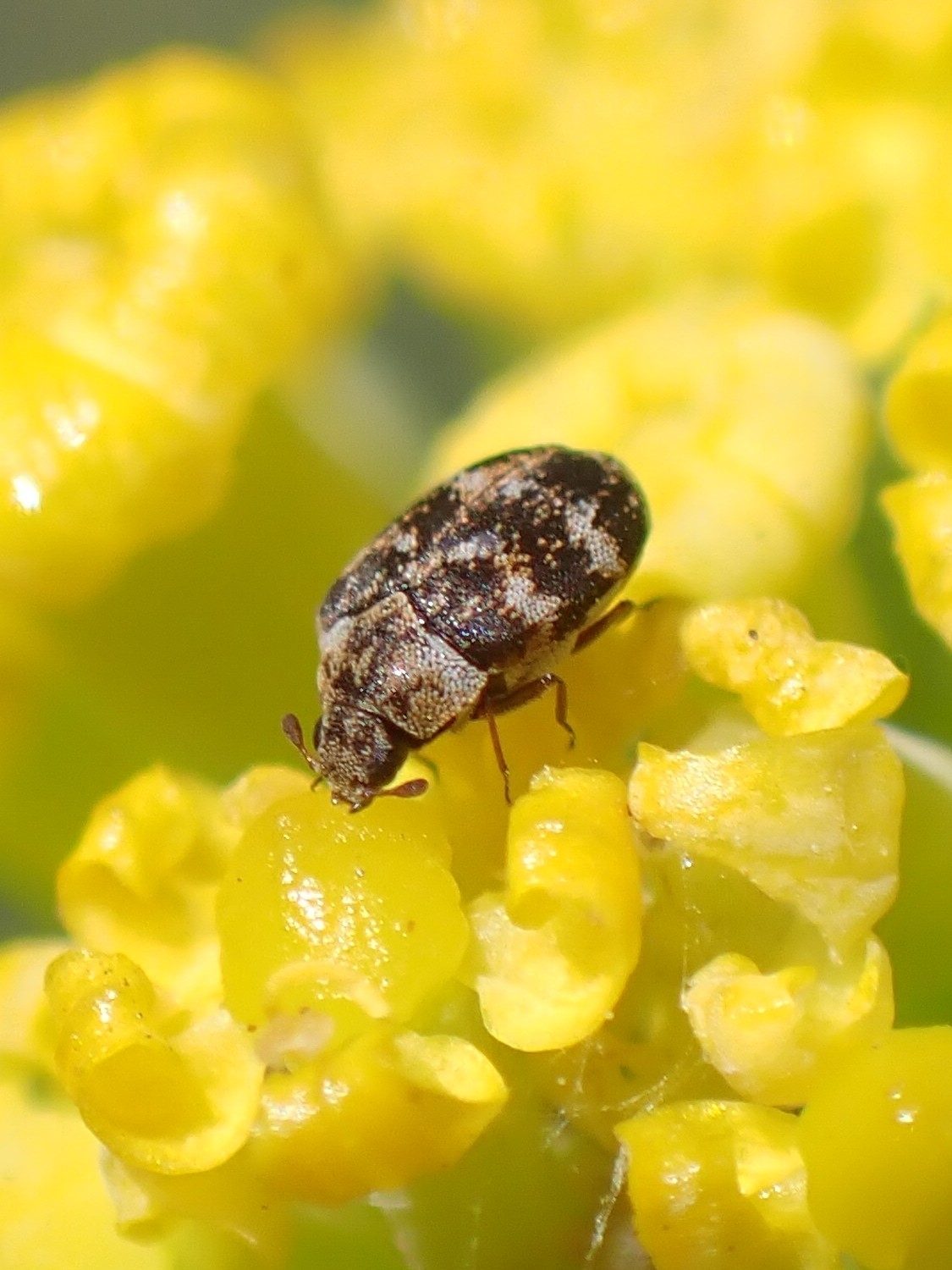 Anthrenus minor