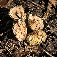 Entoloma gasteromycetoides