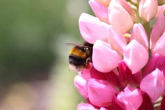 Bombus terrestris audax