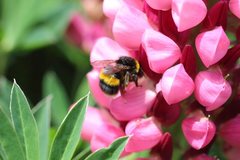Bombus terrestris audax