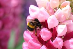 Bombus terrestris audax