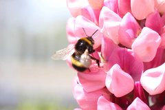 Bombus terrestris audax