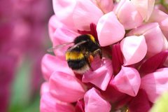 Bombus terrestris audax