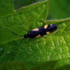 Dryophilocoris flavoquadrimaculatus