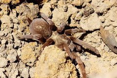 Selenocosmiinae