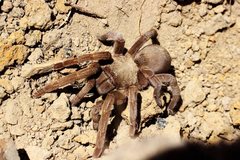 Selenocosmiinae