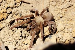 Selenocosmiinae