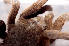 Selenocosmiinae