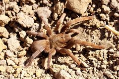 Selenocosmiinae