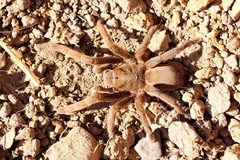 Selenocosmiinae