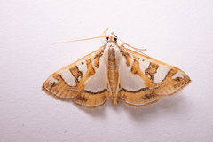 Glyphodes pyloalis