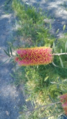 Melaleuca