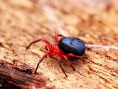 Ambicodamus crinitus