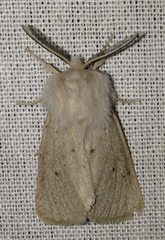 Spilosoma vestalis