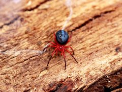 Ambicodamus crinitus