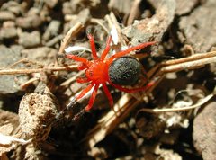 Ambicodamus crinitus