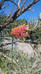 Melaleuca