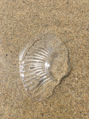 Aequorea victoria