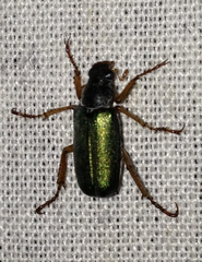 Dichelonyx backii
