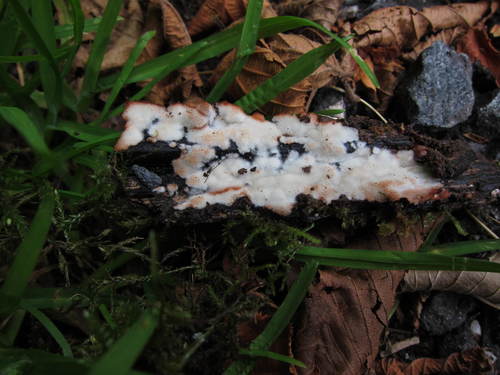 Rigidoporus sanguinolentus