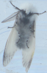 Spilosoma vestalis