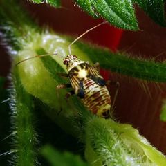 Rhabdomiris striatellus