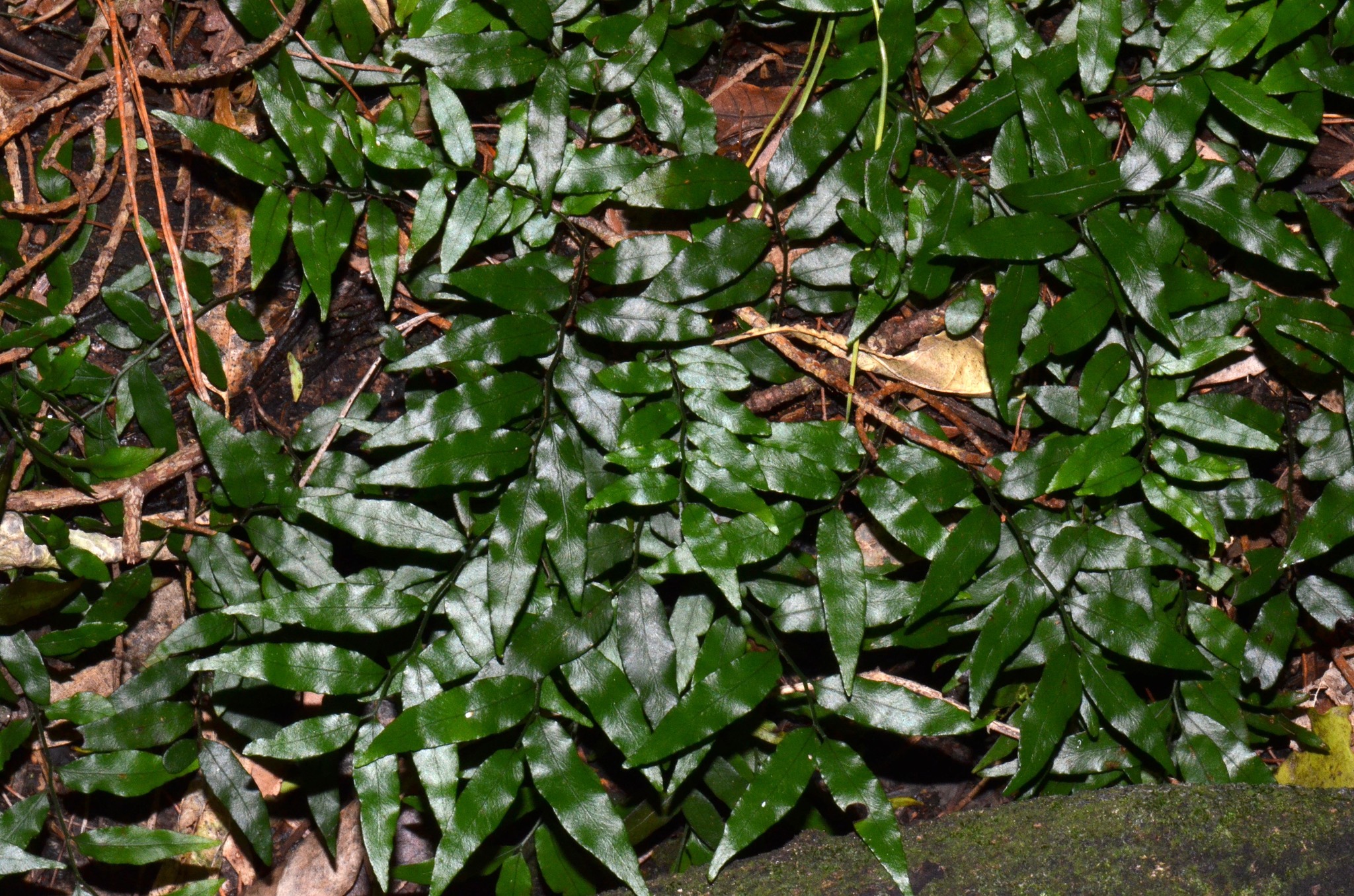 Arthropteris