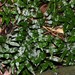Arthropteris - Photo (c) Pat Enright, some rights reserved (CC BY-NC), uploaded by Pat Enright