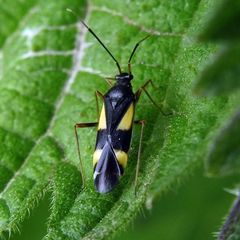 Dryophilocoris flavoquadrimaculatus