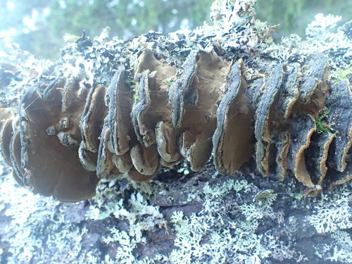 Representative image of Phellinopsis