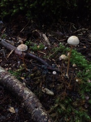 Laccaria masoniae
