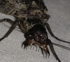 Orohermes crepusculus