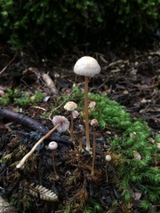 Laccaria masoniae