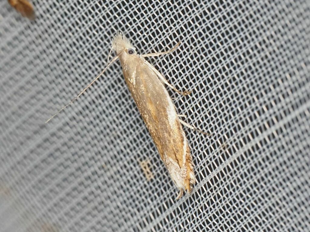 Sophronia sicariellus