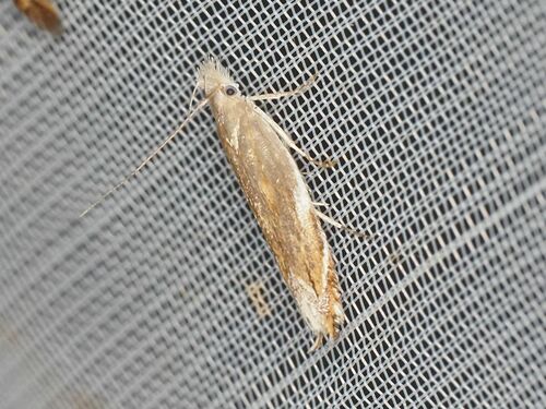 Sophronia sicariellus