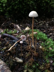 Laccaria masoniae