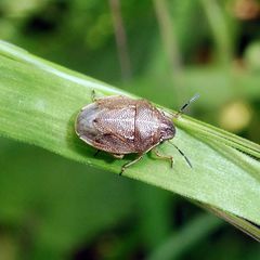 Neottiglossa pusilla