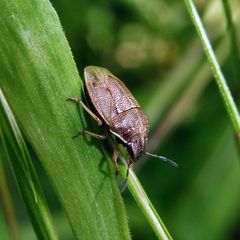 Neottiglossa pusilla
