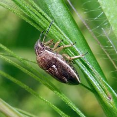 Neottiglossa pusilla