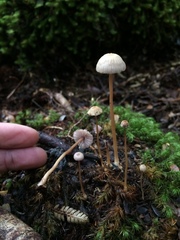 Laccaria masoniae