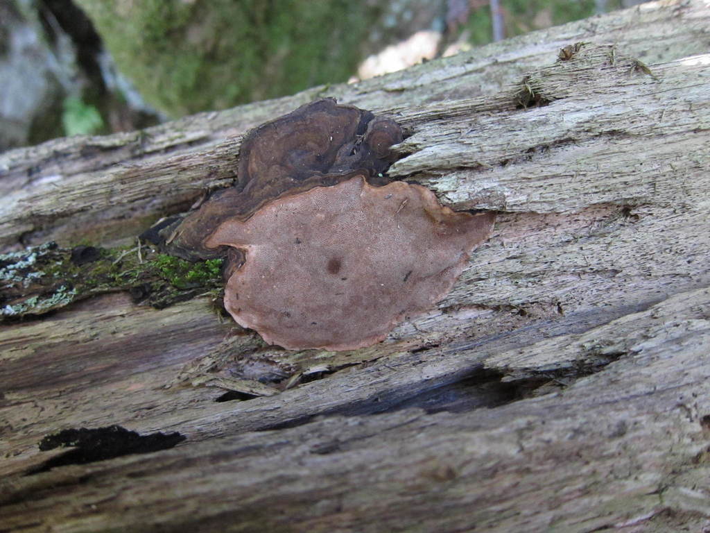 Phellopilus
