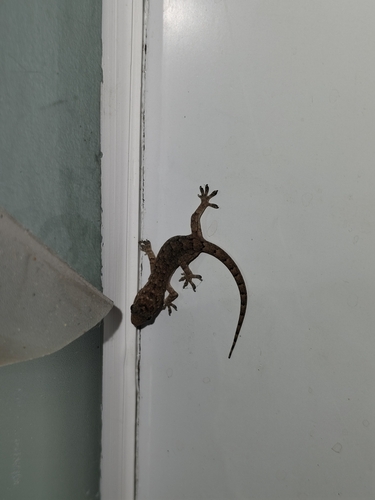 Oriental House Gecko