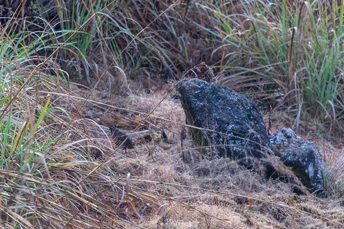 Painted Bush Quail (Perdicula erythrorhyncha), photo 8