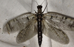 Orohermes crepusculus