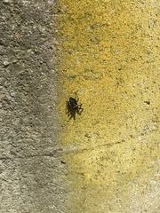 Apiomerus californicus