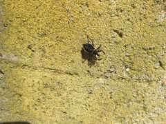 Apiomerus californicus