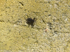 Apiomerus californicus