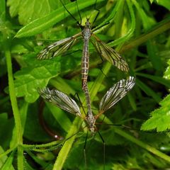 Tipula varipennis