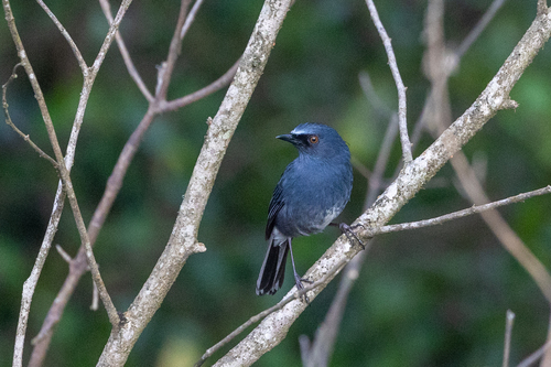 White-bellied Blue Robin (Sholicola albiventris), photo 6