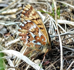 Boloria freija